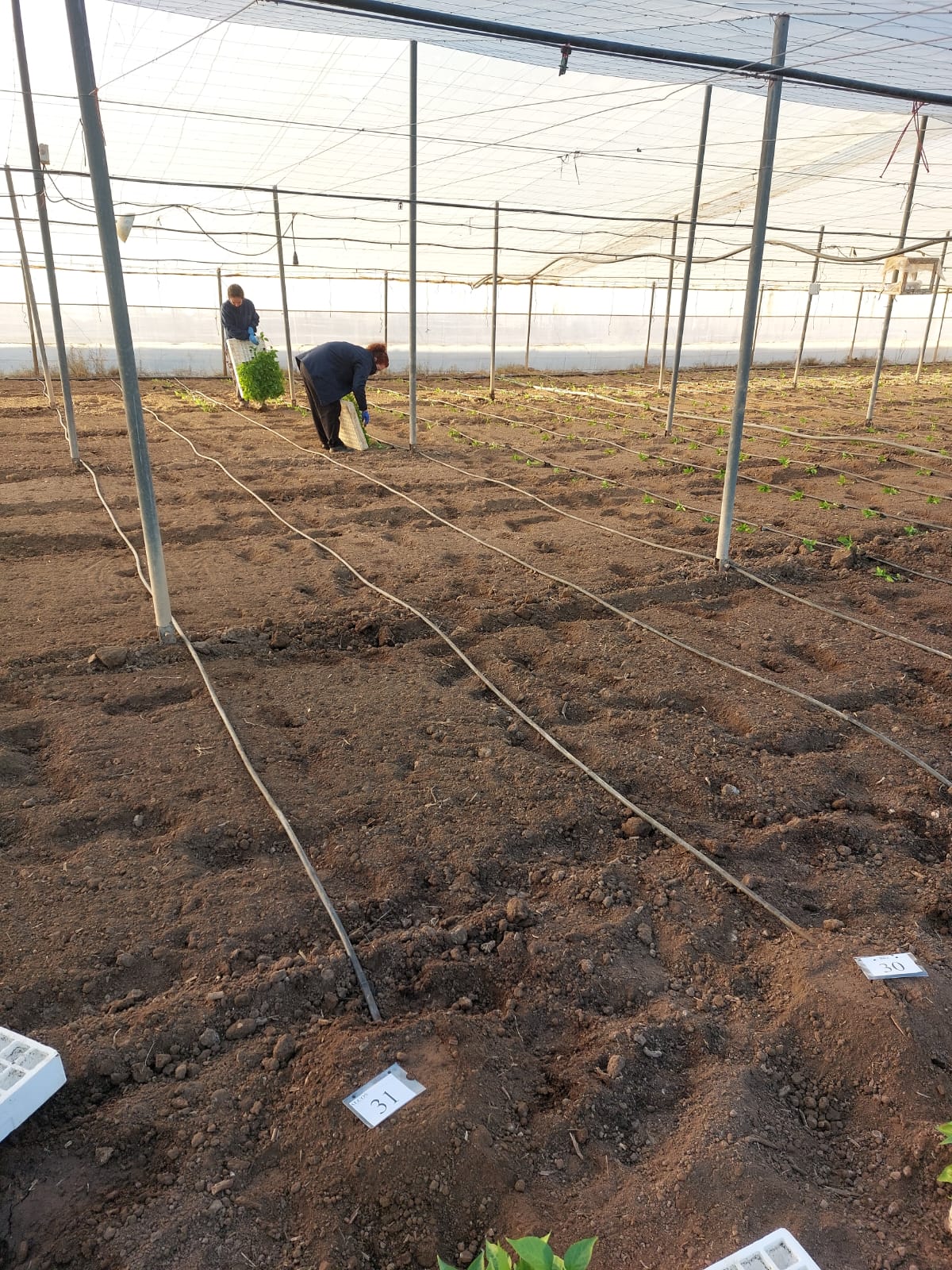 Brócoli como rotación de cultivos en el ciclo de pimiento en invernadero