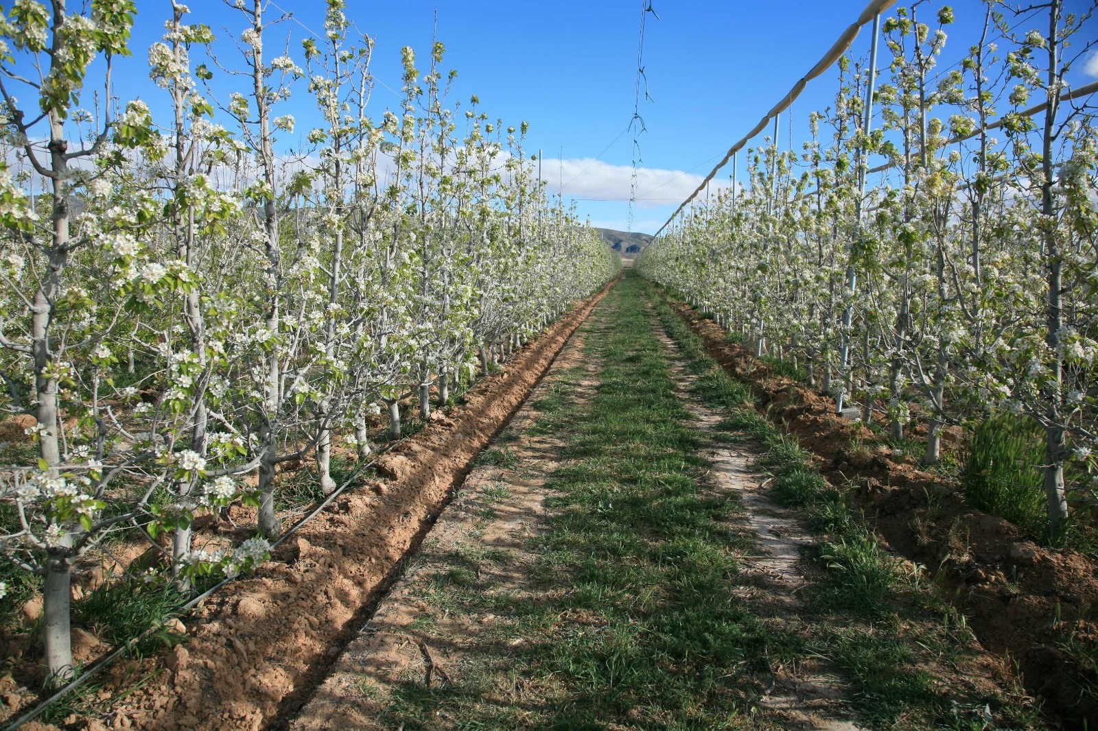 Un proyecto basado en huertos diversificados persigue adaptar las pequeñas explotaciones de frutales del Mediterráneo al cambio climático
