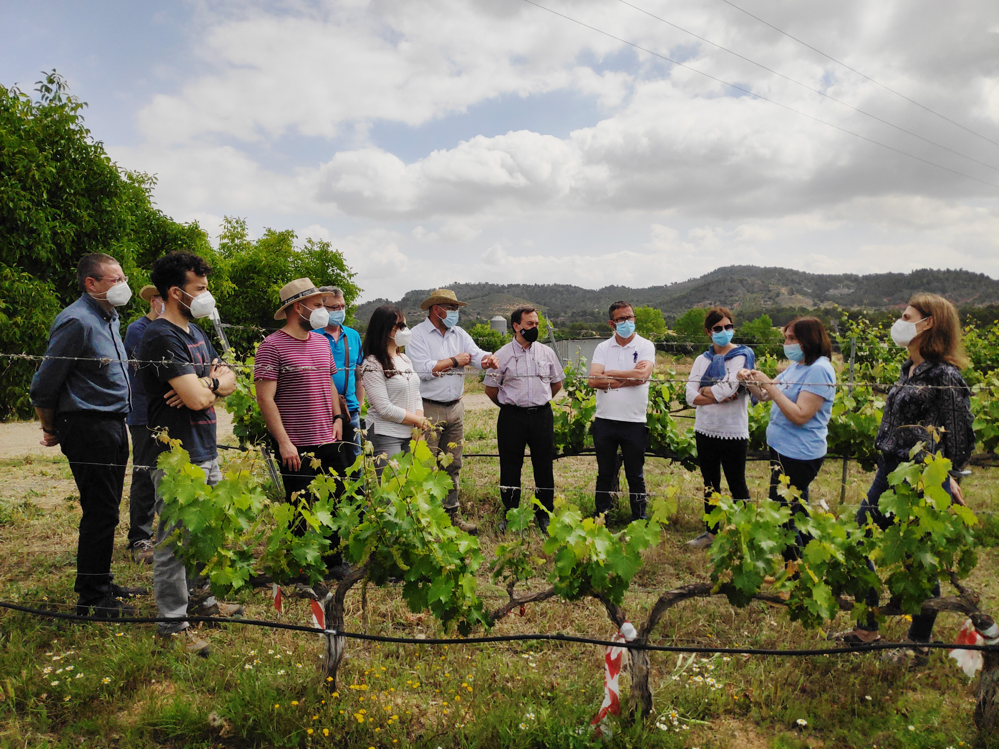 El IMIDA trabaja para conseguir uva de vino sin pepita y resistente a la sequía y a enfermedades como oídio y mildiu