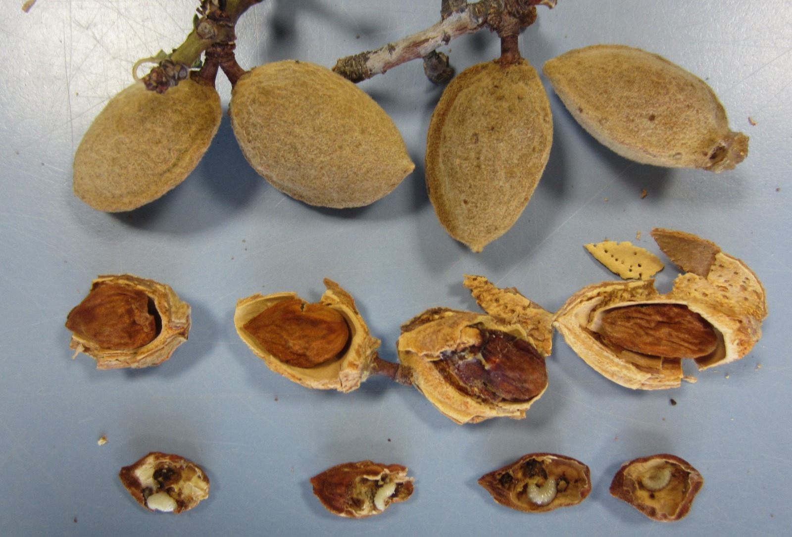 Información importante sobre las estrategias de manejo y control de la Avispilla del Almendro (Eurytoma amygdali)