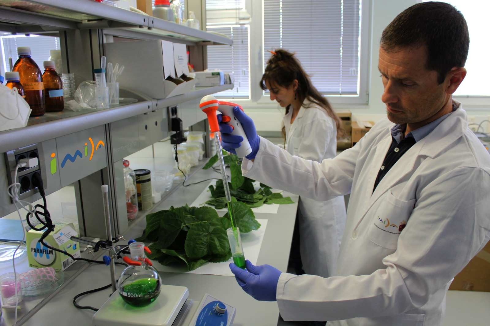 Investigadores del IMIDA demuestran un efecto antiinflamatorio y antioxidante en las hojas de morera