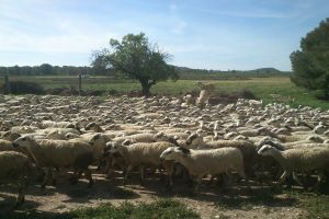 El Equipo de Mejora Genética Animal con la recuperación de la oveja Montesina.