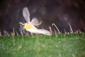 Empleo de calabaza de peregrino para reducir la inmigración de mosca blanca a cultivos en invernadero.