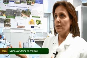 Programa de Mejora Genética de Cítricos del IMIDA.