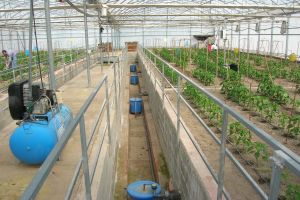 Una tesis doctoral revela nuevas estrategias para el control del agua y la fertilización en los cultivos de invernadero.