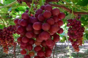 Murcia realiza una importante reconversion varietal en uva de mesa.