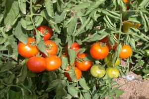 Reportaje sobre las nuevas variedades de tomate que se están cultivando en Torreblanca emitido en Diario de Campo 7RM.