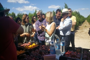 El IMIDA y Novamed estudian nuevas variedades de fruta de hueso en Abarán