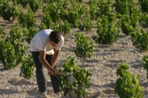 Noticia La Opinión: Murcia busca variedades de uva resistentes ante el cambio climático