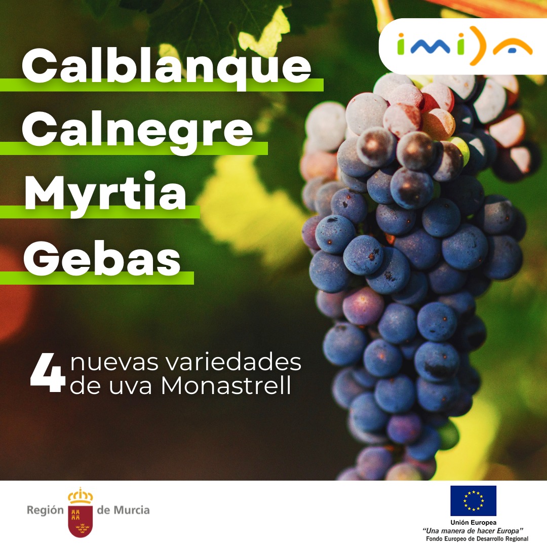 4 nuevas variedades de uva Monastrell
