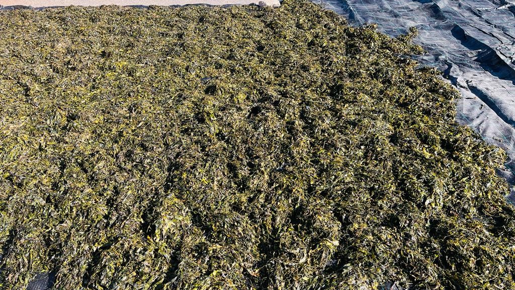 Algas invasoras del Mar Menor son retiradas para un nuevo uso en agricultura: mejora de la producción en el cultivo de lechuga