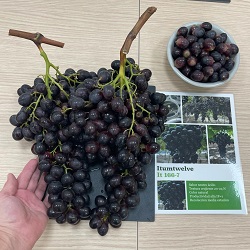 Mejora de uva de mesa IMIDA-ITUM