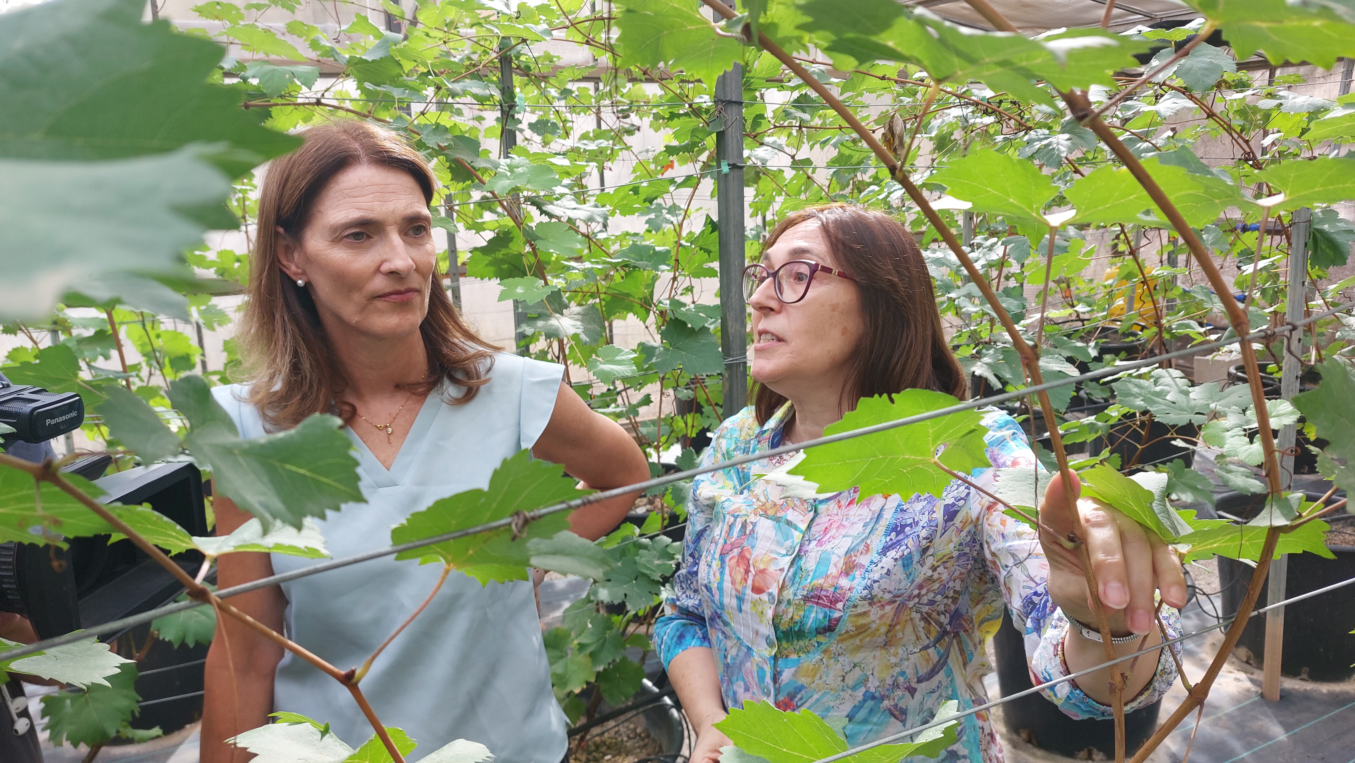 El IMIDA participa con dos de sus nuevas variedades de uva de vinificación en la creación de una red de parcelas comparativas de variedades comerciales ante el Cambio Climático