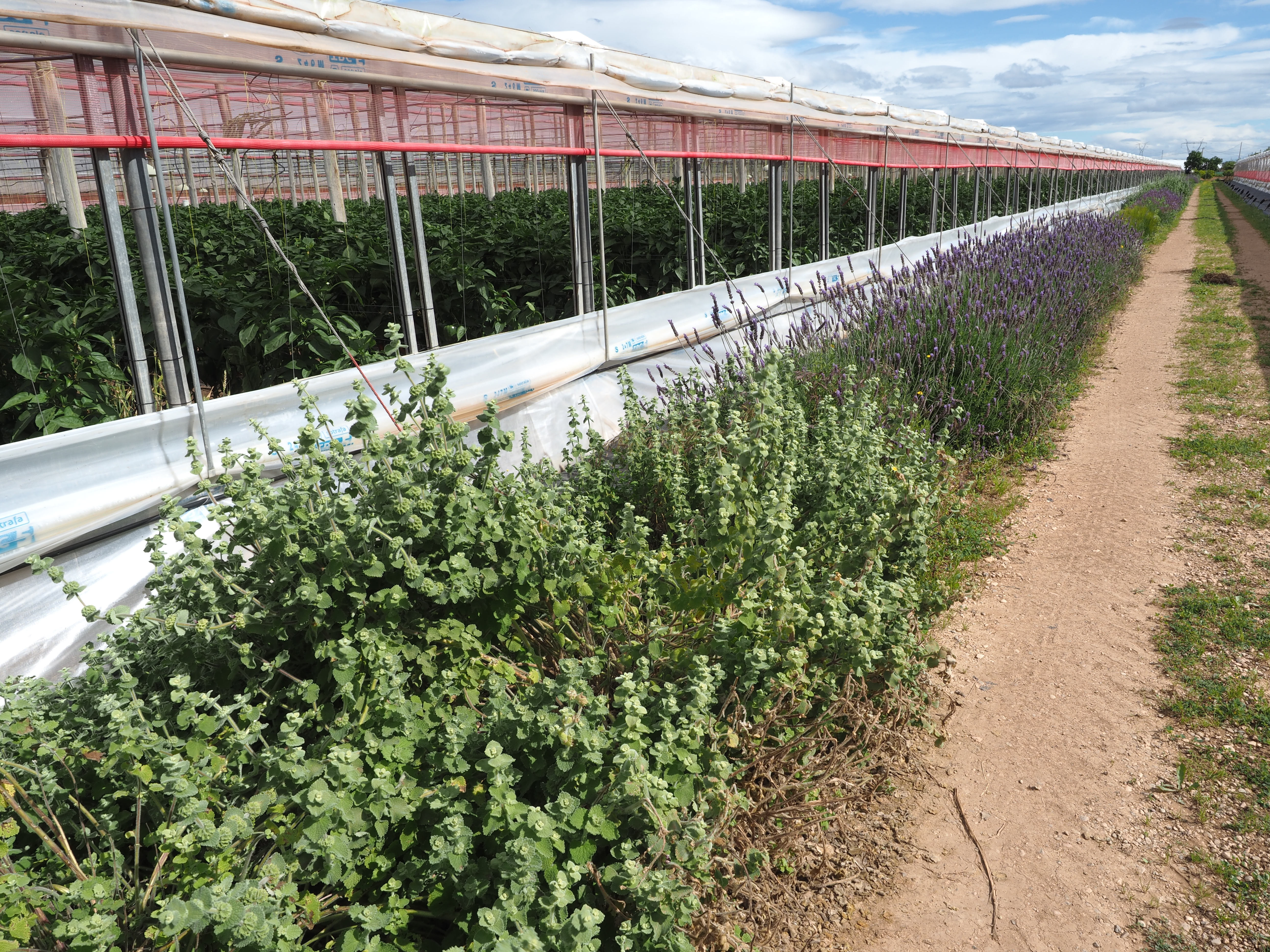 30º aniversario del inicio del programa de control biológico de plagas en invernaderos de pimiento de la Región de Murcia