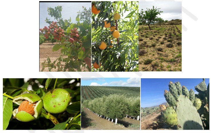 Diversificación de cultivos y actividades de demostración en proyectos de transferencia del conocimiento dentro de los objetivos <acronym title=Plan Estratégico de la Política Agrícola Común